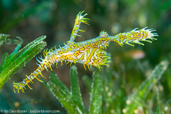 BD-121128-Aqaba-7449-Solenostomus-paradoxus-(Pallas.-1770)-[Harlequin-ghost-pipefish.-Spökkantnål].jpg